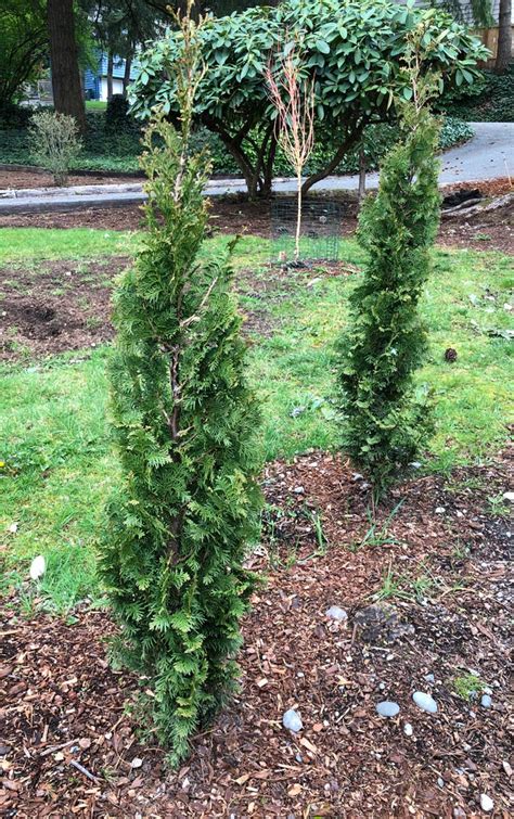 Degroots Spire Arborvitae A Tree Garden