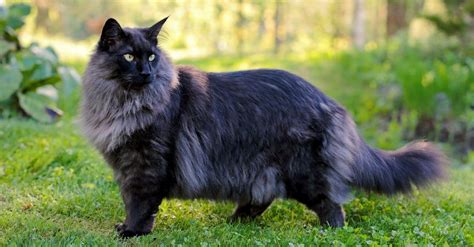 Norwegian Forest Cat Breed Complete Guide Wikipedia Point