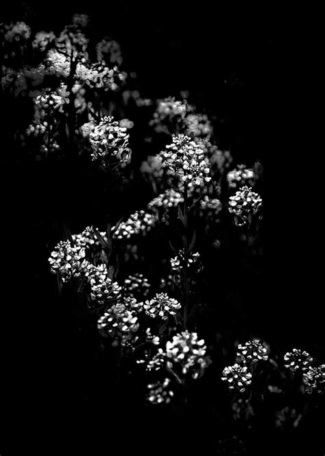 Find images of white background. Backyard Flowers In Black And White 33 by thelearningcurve ...