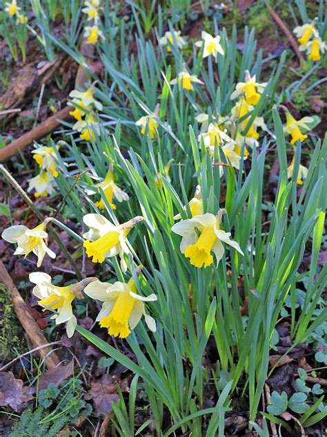 Photographs Of Narcissus Pseudonarcissus Uk Wildflowers Group Of Plants