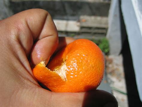 How To Peel A Mandarin Orange With One Hand 4 Of 6 Flickr Photo