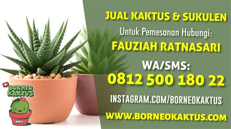 Jual Tanaman kaktus warna warni kirim ke Balikpapan dari Banjarmasin