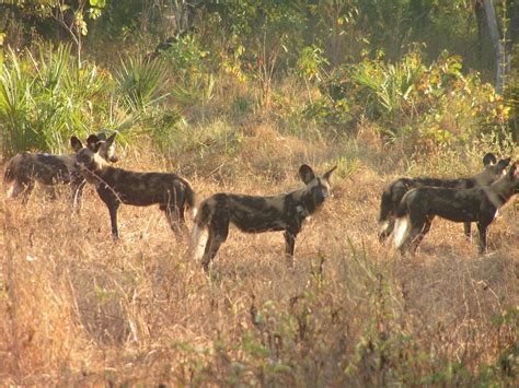 This huge wilderness preserve, covering 42,000 sqkm. Dancing with the Wild Beasts: Niassa Carnivore Project