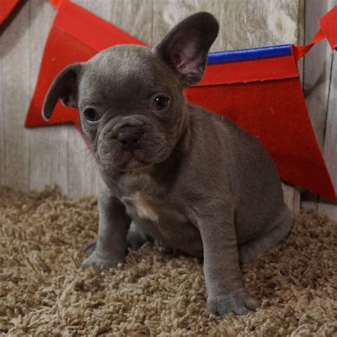 Gorgeous akc champion sired french bulldog male puppy. FRENCH BULLDOG | MALE | ID:7356-TF - Central Park Puppies