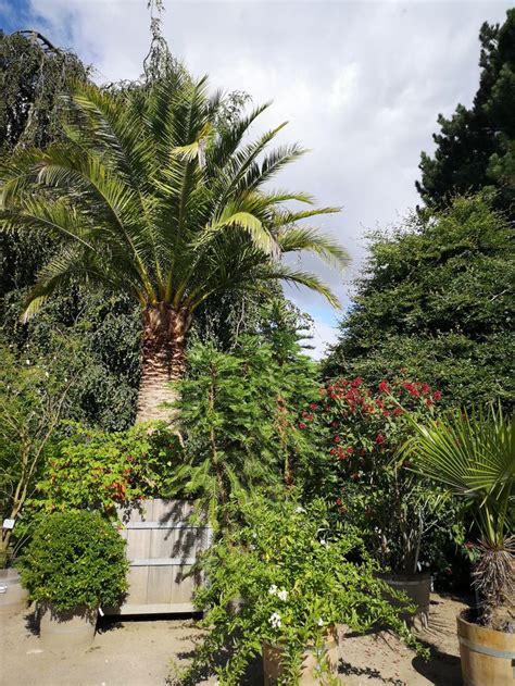 Da die gruppe nun schon sehr viele mitglieder hat ist es wichtig das die wenigen aber wichtigen regeln hier eingehalten werden ! Palmengarten | Palmengarten, Garten, Palmen
