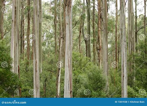 Australian Eucalyptus Gum Trees In Rain Forest Royalty Free Stock