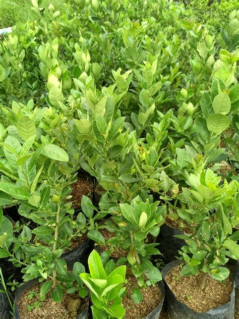 Check spelling or type a new query. JUAL TANAMAN JERUK LEMON ATAU JERUK SITRUNToko tanaman ...