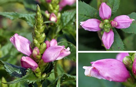When cactus flowers get pollinated, fruits develop after. Turtlehead, Chelone spp. - Master Gardener Program