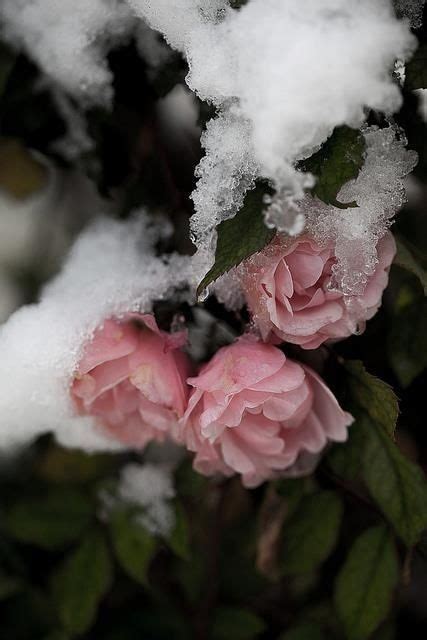 Frostbitten Roses Pink Outdoors Nature Flowers Winter Snow Roses Snow