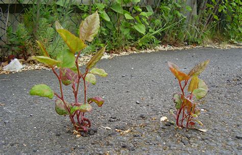 Knotweed is an annually growing herb that generally grows in a horizontal position and, hence, is also often referred to as prostrate knotweed. Japanese Knotweed Growth in Neighbour's Greenhouse