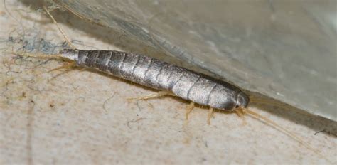 How To Get Rid Of Silverfish Bugs And What Do They Look