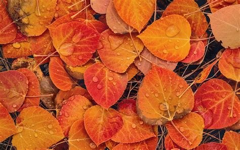 Autumn Leaves With Water Drops Yellow Leaves Autumn Leaves Background