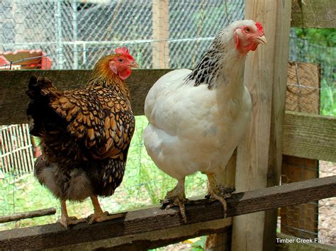 The Brahma Chicken Raising A Large Breed Backyard Poultry