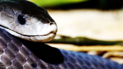 Black Mamba Wallpapers Wallpapersafari