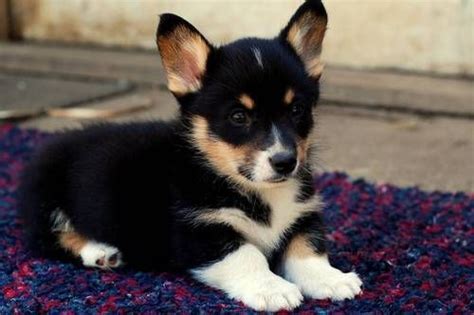 Submit your business listing | help & contact us. Corgi puppy | Corgi Cuteness! | Pinterest | Puppys, Feel ...