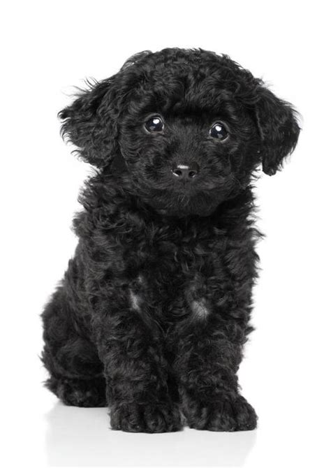 We have a few mini in the litter! Black Toy Poodle Puppy Wall Decal - WallMonkeys.com