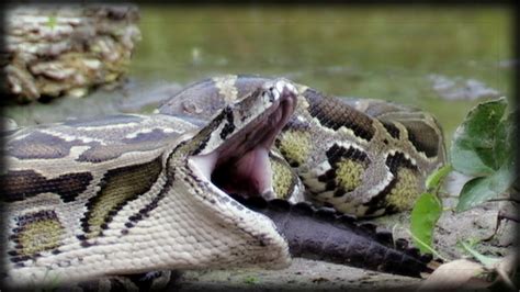 Python Eats Alligator 01 Narration Youtube