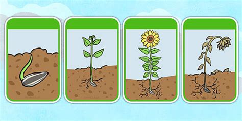 Sunflower Life Cycle Flashcards Teacher Made Twinkl