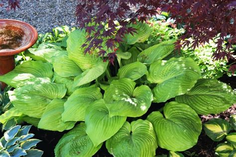 Benefits Of Buying From A Reputable Hosta Nursery Nh Hostas