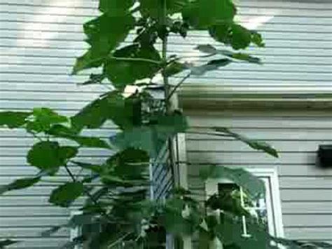 Elephant Ear weed the sequel 