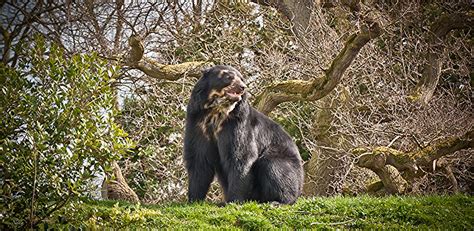 Chester Zoo Spectacled Bear Neil Cawley Flickr