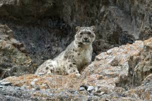 Snow Leopard Watching Holiday Trip Report Royle Safaris 2 Mammal