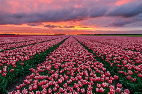 Download Pink Flower Nature Netherlands Sunset Field Tulip Hd Wallpaper