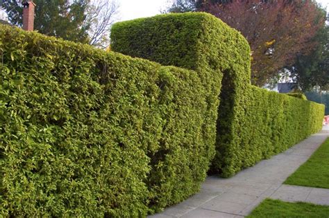 Fast Growing Shrubs For Privacy