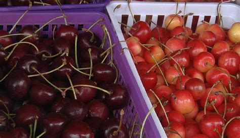 Growers Say Flathead Cherries Are Late This Season But Coming Soon