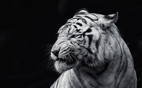 Black And White Tiger Wallpapers Top Free Black And White Tiger