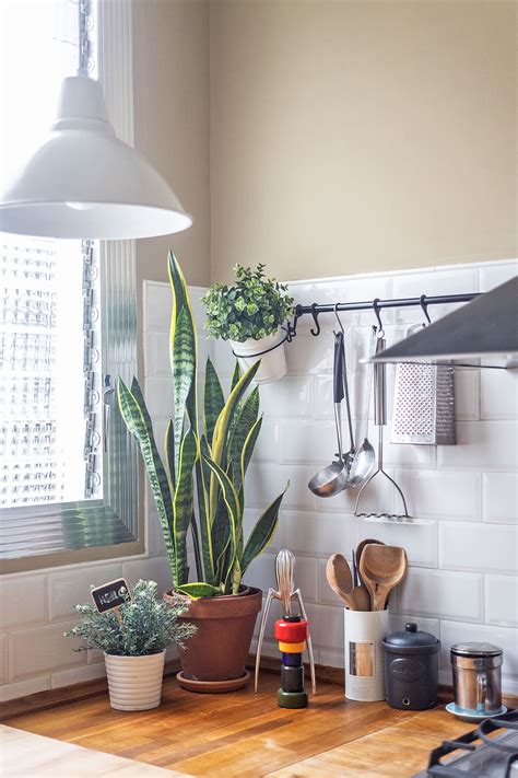 Best Kitchen House Plants Apartment Therapy