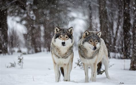 Wolves In Snowy Forest
