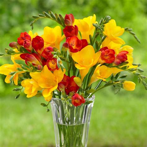 Freesia Single Red And Yellow 50 Corms Longfield Gardens