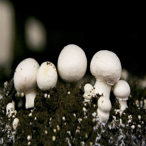 Agaricus Bisporus Mushrooms Plantinfo