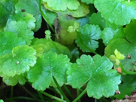 劇場版 花咲くいろは home sweet home. ウコギ科の植物～チドメグサ（血止草） | 奥行き1mの果樹園