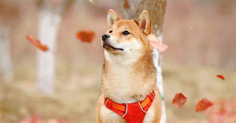 The crypto market crashed today, with bitcoin losing over 12% and the market cap as a whole dropping nearly $39b. Dogecoin leads gains as crypto markets crash further ...