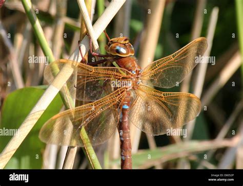 Close Up Of A The Large European Brown Hawker Aeshna Grandis