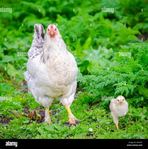 White Hen Chicken With A Small White Chick Next To It Walking Towards