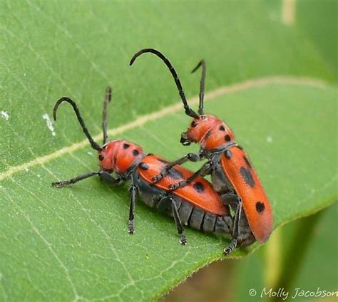 red milkweed beetle tetraopes tetrophthalmus bugguide