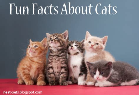 Hearing is a very important sense in a cat. Fun Facts About Cats - Neat-Pets ( Dogs & Cats )
