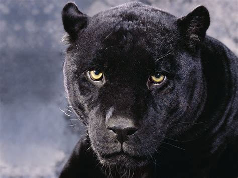 Los animales domésticos son capaces de formar un vínculo estrecho con los humanos. AYUDEMOS MASCOTAS: FOTOS DE ANIMALES SALVAJES