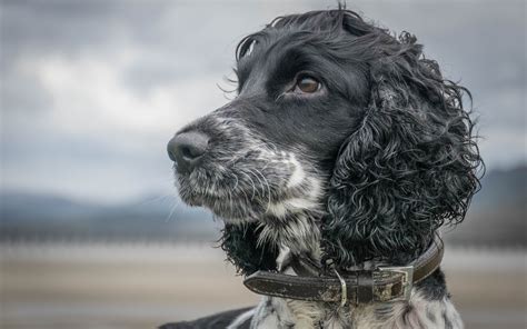In general, a german shepherd dog only has straight or somewhat wavy hair. Download wallpapers English Cocker Spaniel, large curly ...