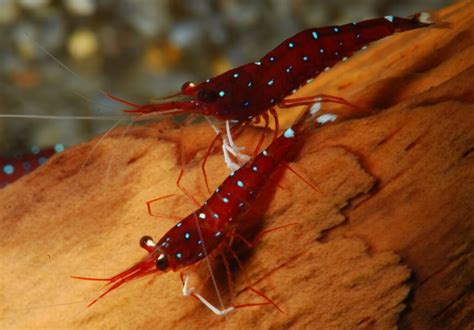 Cardinal Sulawesi Shrimp Care The Complete Guide
