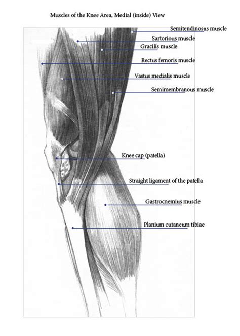 Muscles in the Knee