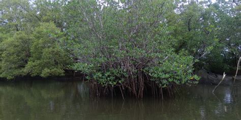 Akar ini tumbuh ke segala arah. Akar Tunjang dan Akar Nafas Tumbuhan Mangrove