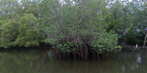Contoh akar tunggang dan jenisnya 22 tumbuhan. Akar Tunjang dan Akar Nafas Tumbuhan Mangrove