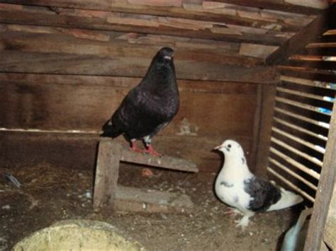 Burung merpati adalah burung peliharaan paling populer karena banyak dipelihara oleh pecinta burung. PEMBIAK BAKA AYAM SERAMA DAN AYAM SIAM: KOLEKSI BURUNG MERPATI
