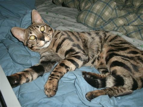 #1 best value of 62 pet friendly hotels in savannah. Savannah Cat Rescue — Caring for the Savannah Cat Breed