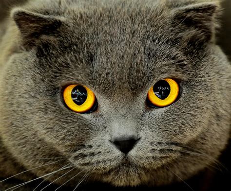 23 Awesome Cat Eye Photos