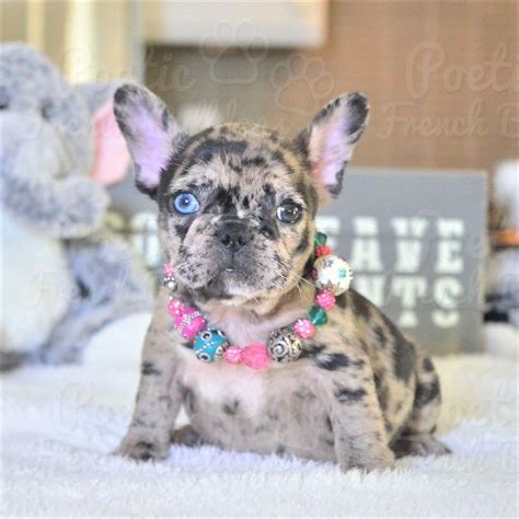 Our puppies are akc registered. French Bulldog Puppies For Sale in Florida \| AKC French ...